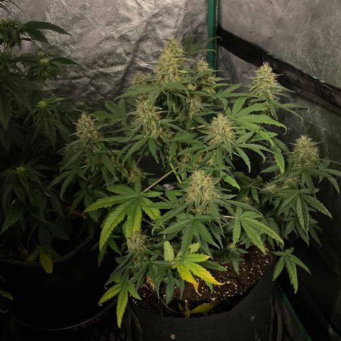 Sour Diesel 2-1 growlog timeline photo