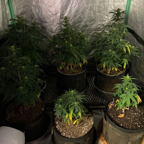 OG Kush 11-10 growlog timeline photo