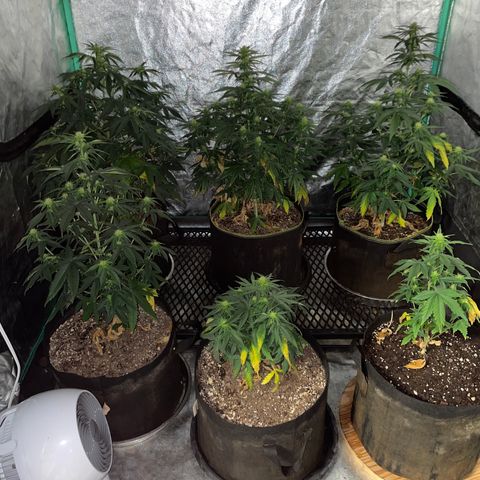OG Kush 11-10 growlog timeline photo