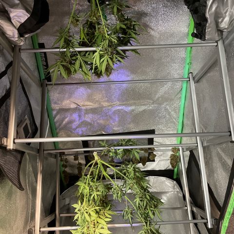 Sour Diesel 2-1 growlog timeline photo
