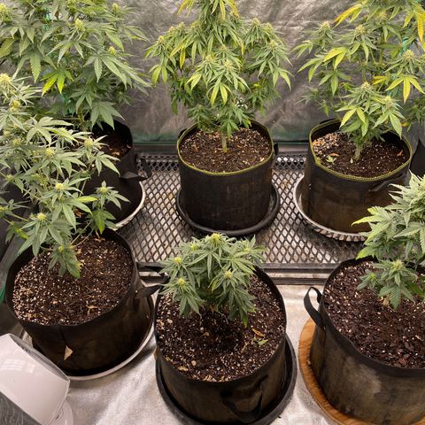 OG Kush 11-10 growlog timeline photo