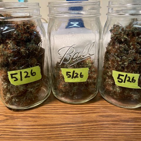Sour Diesel 2-1 growlog timeline photo