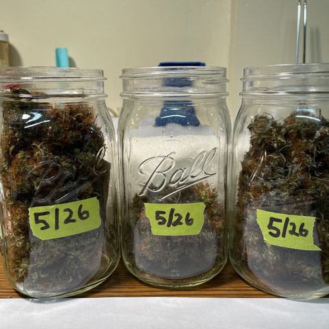 Sour Diesel 2-1 growlog timeline photo