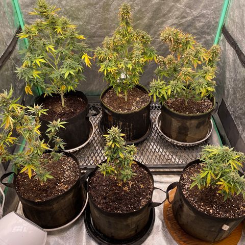 OG Kush 11-10 growlog timeline photo