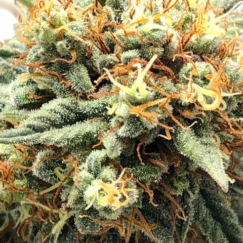 Sour Diesel 2-1 growlog timeline photo
