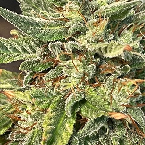 Sour Diesel 2-1 growlog timeline photo