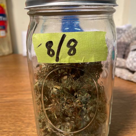 OG Kush 11-10 growlog timeline photo