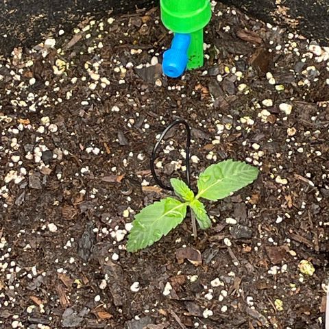 Wedding Crasher 3-2 growlog timeline photo