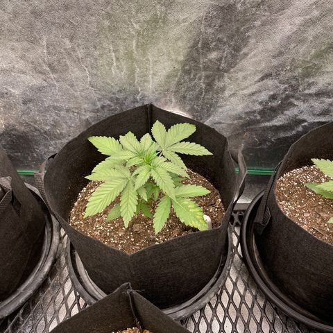 Wedding Crasher 3-2 growlog timeline photo