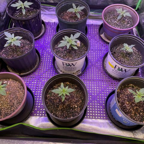 Jack Herer 1/21 3-3 growlog timeline photo