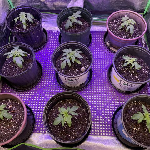 Jack Herer 1/21 3-3 growlog timeline photo