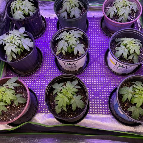 Jack Herer 1/21 3-3 growlog timeline photo