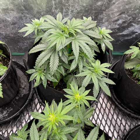 Wedding Crasher 3-2 growlog timeline photo