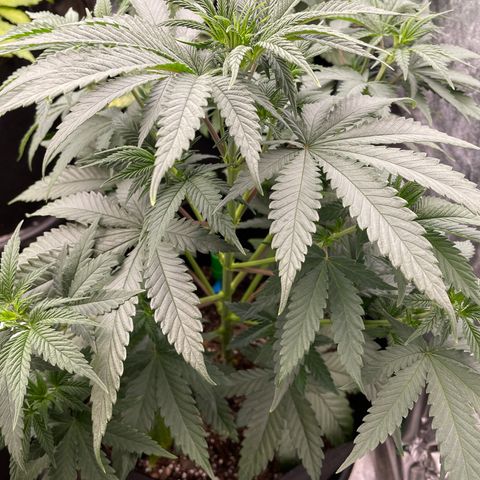 Wedding Crasher 3-2 growlog timeline photo