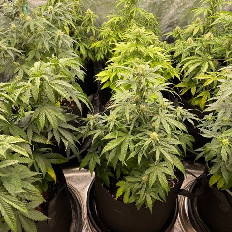 Jack Herer 1/21 3-3 growlog timeline photo