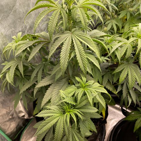 Wedding Crasher 3-2 growlog timeline photo