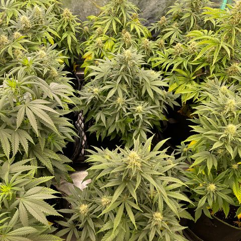 Jack Herer 1/21 3-3 growlog timeline photo