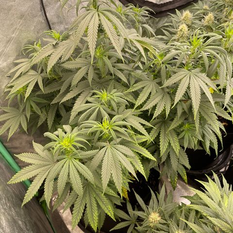 Wedding Crasher 3-2 growlog timeline photo
