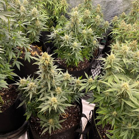 Jack Herer 1/21 3-3 growlog timeline photo