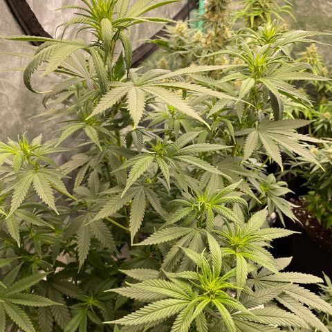 Wedding Crasher 3-2 growlog timeline photo
