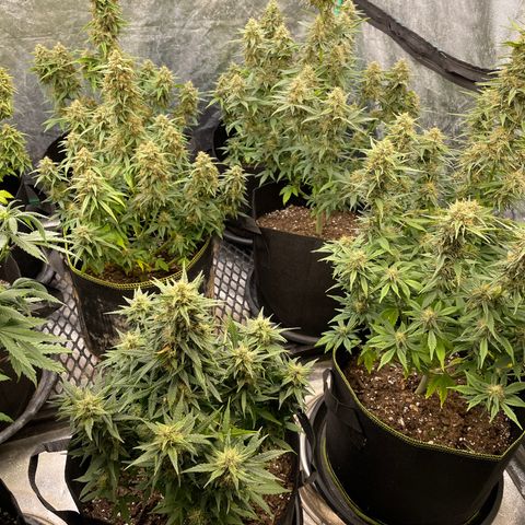 Jack Herer 1/21 3-3 growlog timeline photo