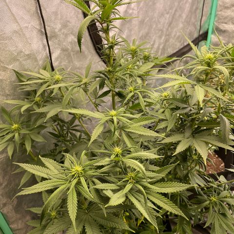 Wedding Crasher 3-2 growlog timeline photo