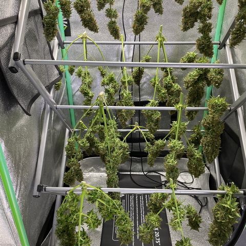 Jack Herer 1/21 3-3 growlog timeline photo
