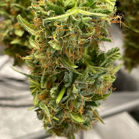 Jack Herer 1/21 3-3 growlog timeline photo