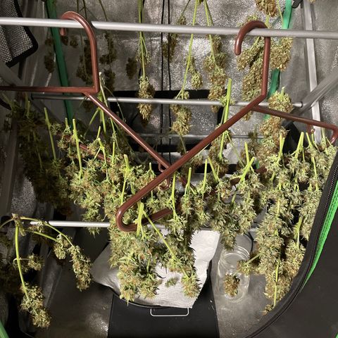 Jack Herer 1/21 3-3 growlog timeline photo