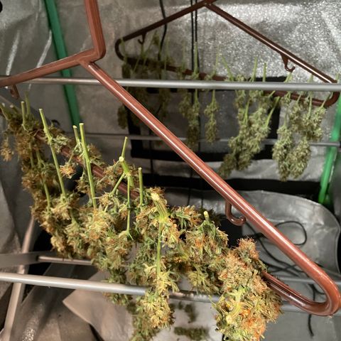 Jack Herer 1/21 3-3 growlog timeline photo