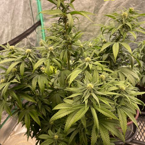 Wedding Crasher 3-2 growlog timeline photo