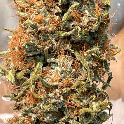 Jack Herer 1/21 3-3 growlog timeline photo