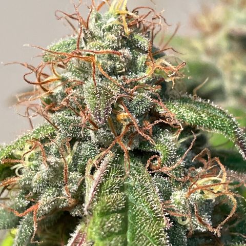 Jack Herer 1/21 3-3 growlog timeline photo