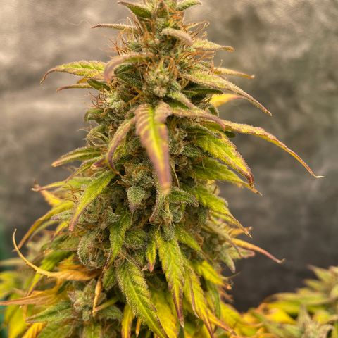 Jack Herer 1/21 3-3 growlog timeline photo