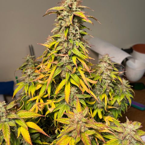 Jack Herer 1/21 3-3 growlog timeline photo