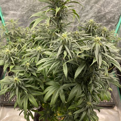 Wedding Crasher 3-2 growlog timeline photo