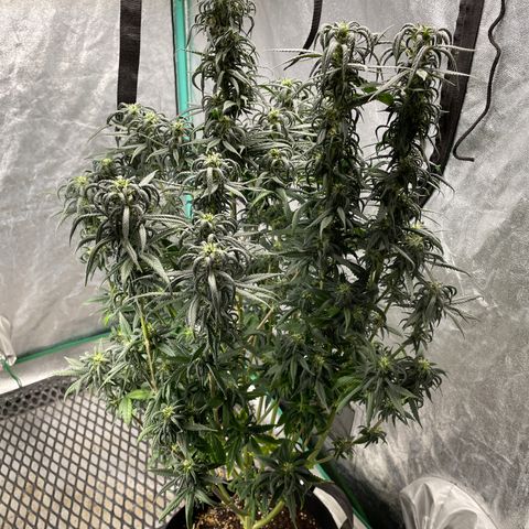 Wedding Crasher 3-2 growlog timeline photo