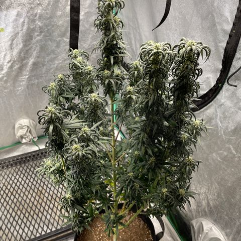 Wedding Crasher 3-2 growlog timeline photo