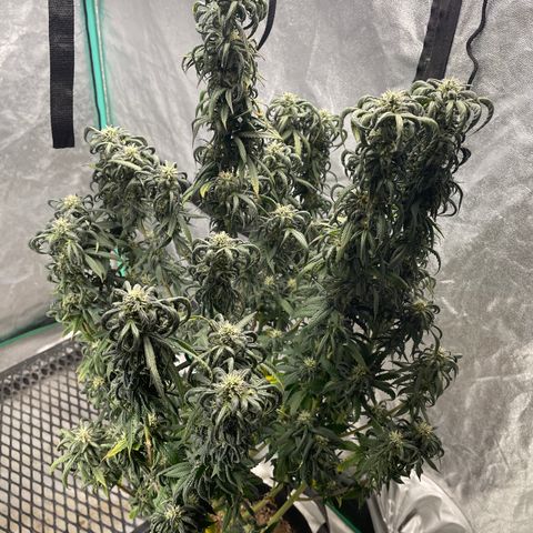 Wedding Crasher 3-2 growlog timeline photo