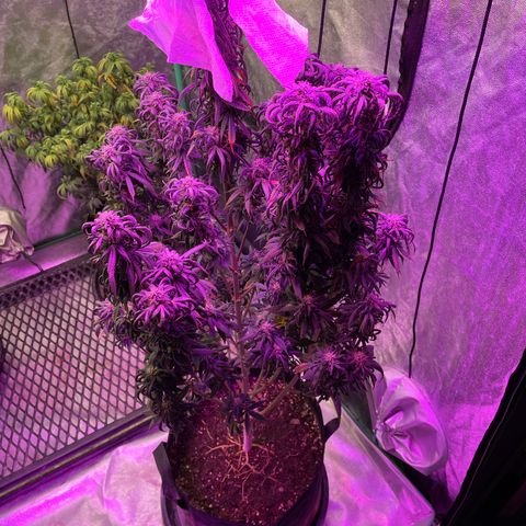Wedding Crasher 3-2 growlog timeline photo