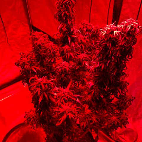 Wedding Crasher 3-2 growlog timeline photo