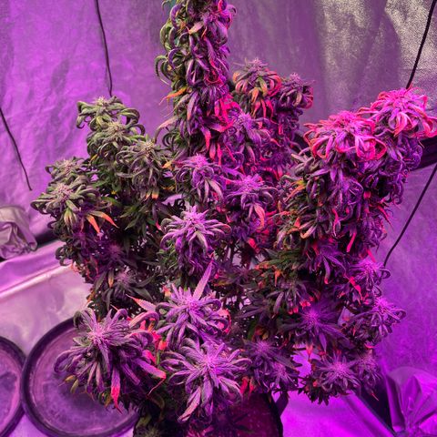 Wedding Crasher 3-2 growlog timeline photo