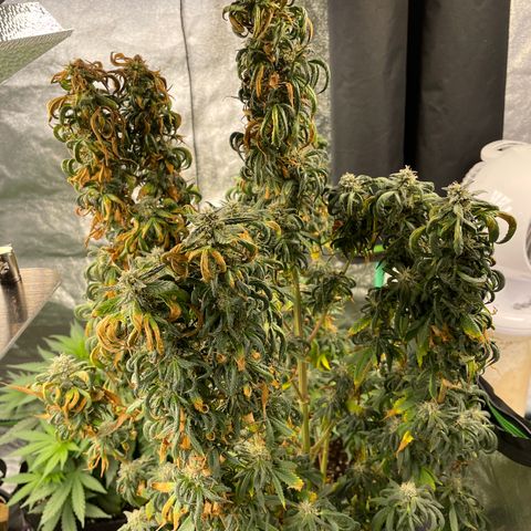 Wedding Crasher 3-2 growlog timeline photo
