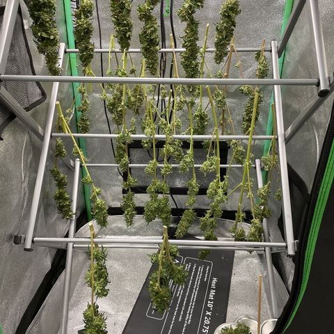 Wedding Crasher 3-2 growlog timeline photo