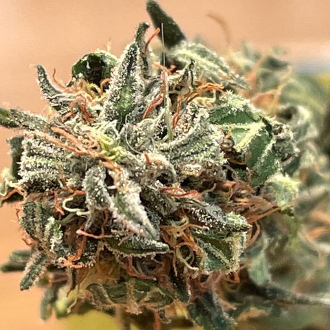 Wedding Crasher 3-2 growlog timeline photo