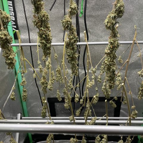 Wedding Crasher 3-2 growlog timeline photo
