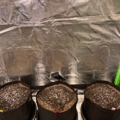 Platinum OG 5-5 growlog timeline photo