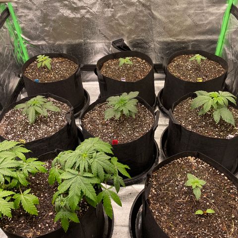 Platinum OG 5-5 growlog timeline photo