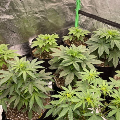 Platinum OG 5-5 growlog timeline photo