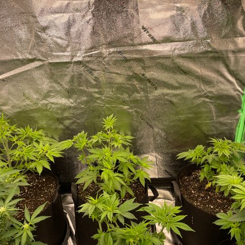Do Si Dos 3-3 8/21 growlog timeline photo
